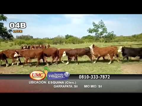 Lote 65 Terneros en Esquina, Corrientes