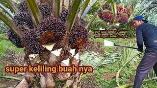Download lagu Palm oil harvest in the stone fruit area || super ripe around the fruit mp3