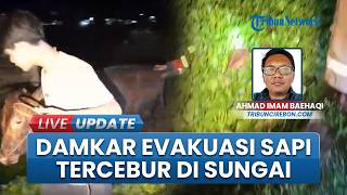Dramatis! Damkar Indramayu Berjibaku Evakuasi Seekor Sapi Besar yang Tercebur ke Sungai Plawira