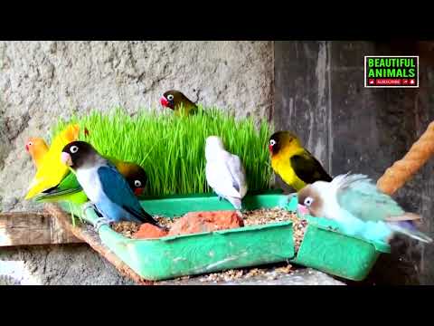 Beautiful Lovebirds | Lovebirds Meal Time Wheat Grass | 14-January-2021