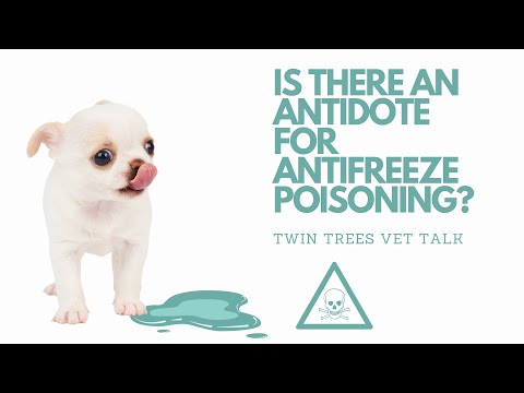 Q) Is There An Antidote For Antifreeze Poisoning? │ Twin Trees Vet Talk (FREE VET ADVICE PODCAST)