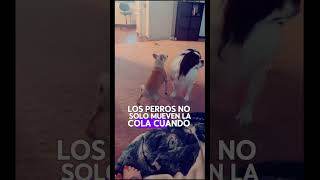 CURIOSIDADES QUE TAL VEZ NO CONOCIAS DE TU PERRO #datoscuriosos #dog #perrosgraciosos