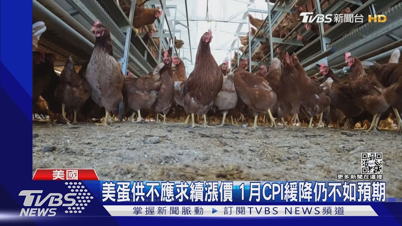 比去年貴1成!美國一打雞蛋要台幣510元 業者出租雞隻生財