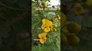Download lagu surah anbiya ayat #shortvideo #quran #duet #islamicshorts β£οΈπ€²π mp3 Download lagu surah anbiya ayat #shortvideo #quran #duet #islamicshorts β£οΈπ€²π mp3