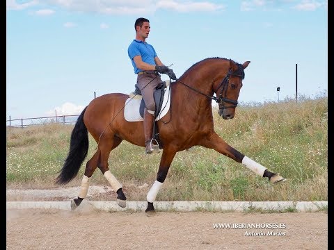 Escritor PRE for Sale - Training PSG Level.