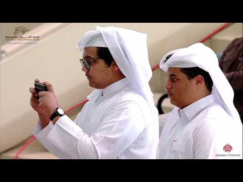 N 341 NAIF AL ZAEEM   22nd Qatar National 2019   Stallions 4 to 6 Years Old Class 12