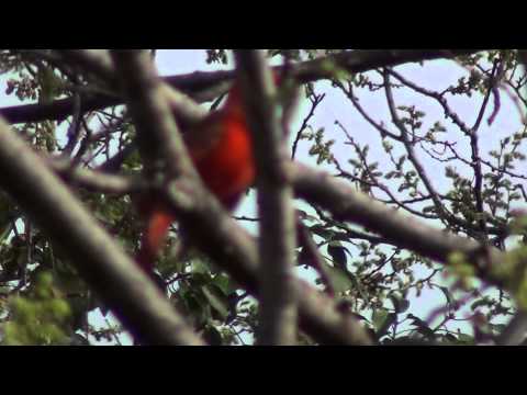 Kevin Devine: Another Bag of Bones music video