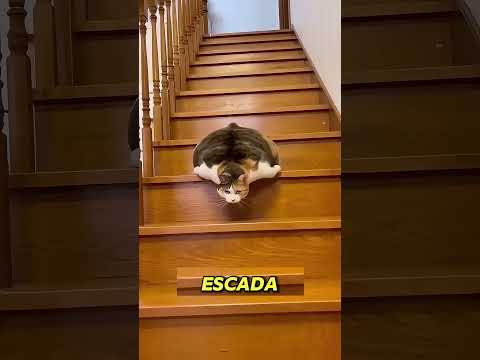 a gata mais flexivel do mundo #lunatico