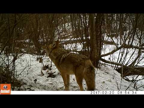 Coyotes in Fort St. James, Feb 2017