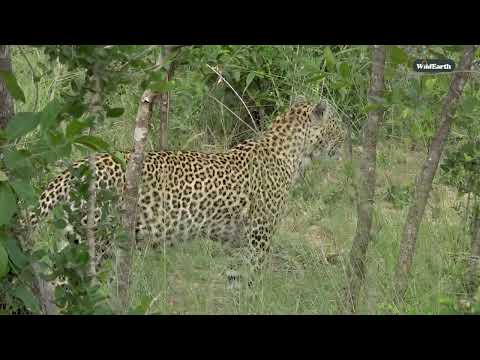 Royal legacy: The leopards of Djuma