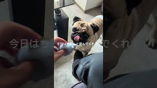 パグの日常Vlog#パグ #犬 #日常vlog #shorts