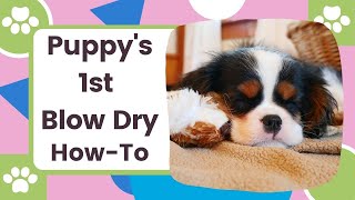 Learn How to Blow Dry a Puppy After a Bath | Puppy's First Bath Video