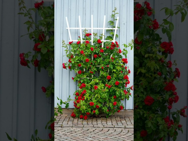 Vídeo relacionado con OFFCUP Estacas Soportes para Plantas, 6PCS 20x35cm Tutor Plantas, Reutilizable Metal Semicirculares Soportes para Plantas, Soporte para Plantas de Jardín para Flores Rosa Tomates Trepadoras Arbusto