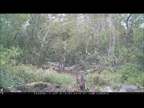 download lagu mp3 mp4 Coy10, download lagu Coy10 gratis, unduh video klip Coy10