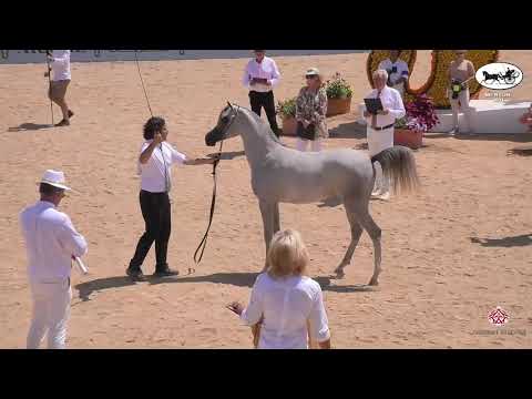 N 15 SHAHLA AL JASSIMYA   Mediterranean and Arab Countries AHC   Menton 2021   Yearling Fillies Clas