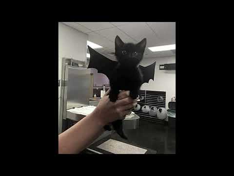 FREE convolk type beat x hamilton x midwest emo type beat w/sor