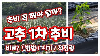 고추 1차추비 주는 방법 비료선택 시기 적정량 등 상세히 [고추재배방법]