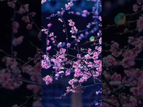 Love Of Mother Nature 🌹||Muneera Gardener