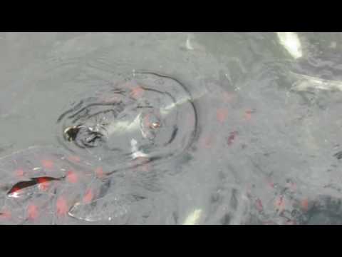 Занзибар, Нунгви, кормление маленьких черепах