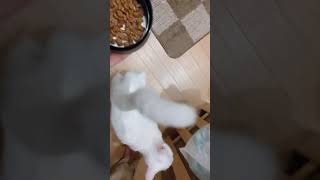 安物の餌は拒否するあめちゃん
