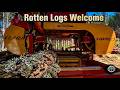 Call Me Crazy But I Saw Rotten Logs Everyday