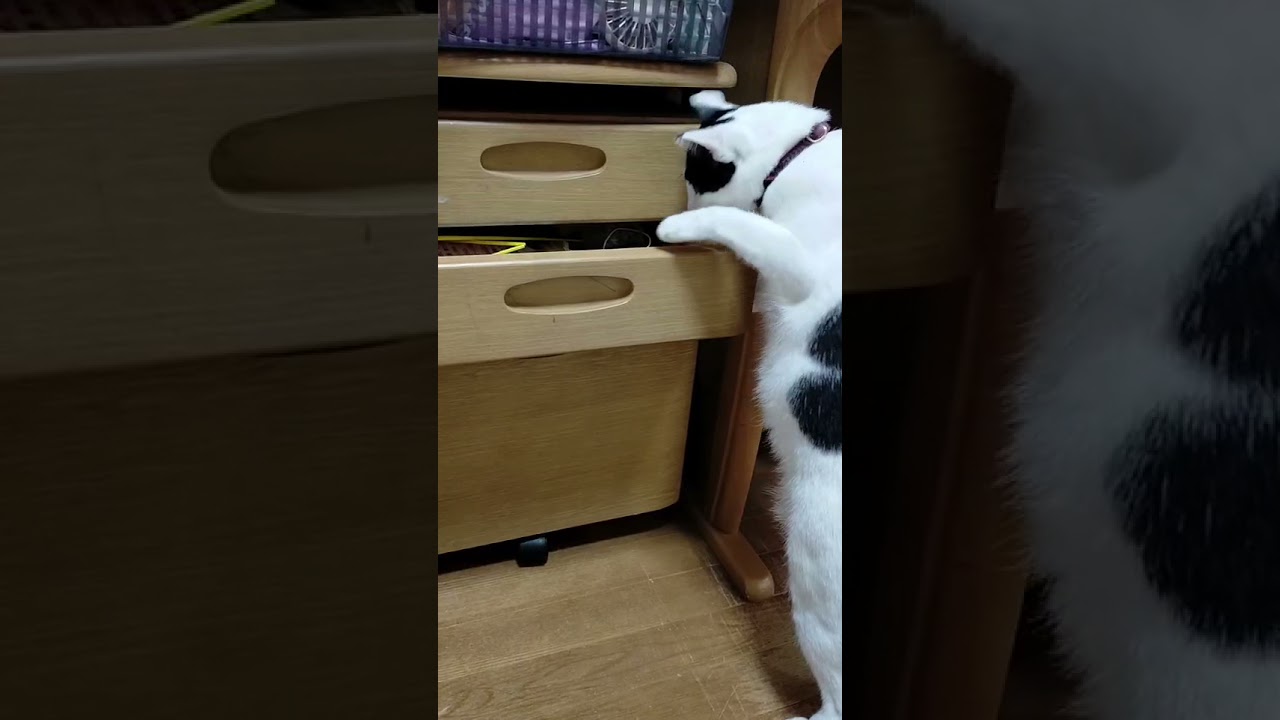 かわいいネコちゃん〜ドロボー編