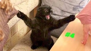 Смешные коты и котики, приколы про котов до слез - Смешные кошки #4