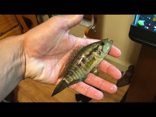 RARE Jaguar Cichlid Caught In Home Made Fish Trap