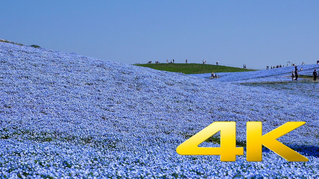 Hitachi Seaside Park : Nemophila Harmony - Ibaraki