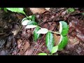 Wild Variegated Plant Hunting ~ 3 Plant Discovery Wild Variegated Plant Hunting ~ 3 Plant Discovery