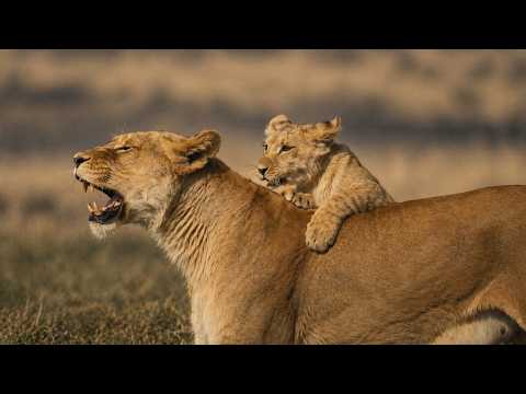 One Night. One Attack. 3 Years of Revenge — The Most Brutal Lion Story Ever