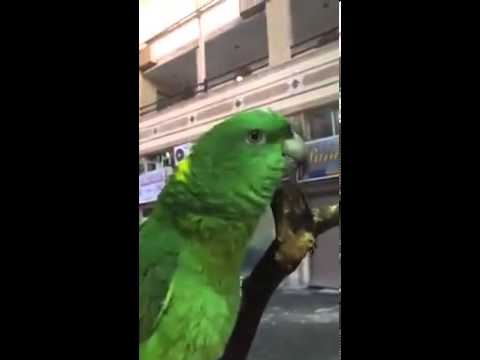 ببغاء يصلي على النبي محمد
