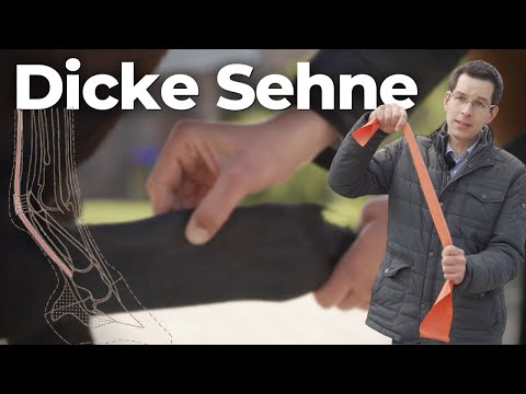 Sehnenschaden; schmerzhaft, langwierig & eine der häufigsten Verletzungen😲