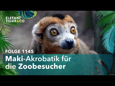 Innovation im Maki-Gehege (Folge 1145) | Elefant, Tiger & Co. | MDR