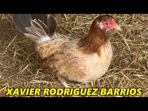 Beautiful Farm Xavier Rodriguez Barrios Chilango's Farm Tennessee