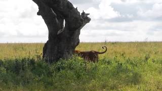 Serengeti Lion Falls Out of Tree DSCN1696