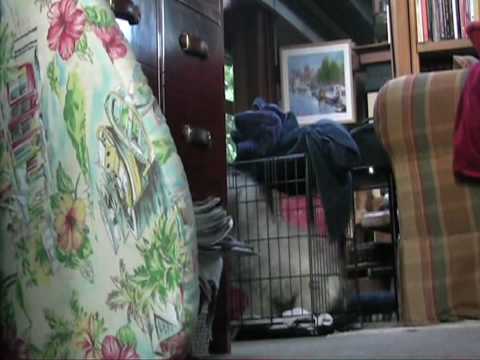 Dogs!! Eco-friendly Alarm Clock