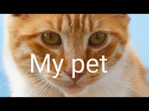 Pet | My cat | Take care of your pet