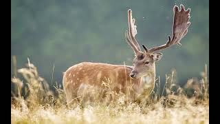 When The War Is Over/ILYA