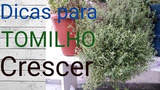 Dicas valiosas para tomilho crescer muito