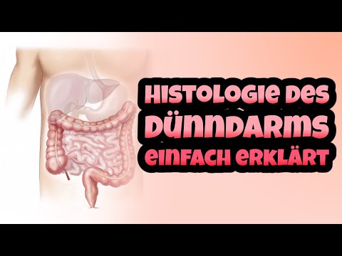 Histologie des Dünndarms einfach erklärt - Aufbau, Intestinum tenue, Illeum, Jejunum & Beschreibung