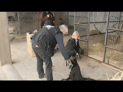 Circus Monkey Cries When He Realizes He’s Finally Free