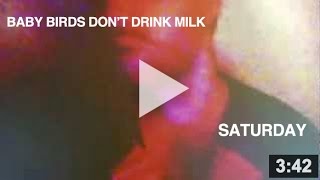 Baby Birds Don't Drink Milk - Saturday (Official Music Video)