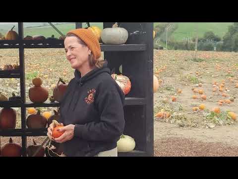 Sompting Pumpkins: The Sussex Farm Turning Pumpkins into Magic!