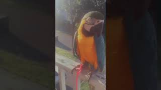 Blue-and-yellow Macaw Birds Videos