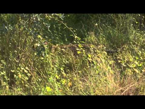 Karula (the leopard) Stalks and Catches an Impala On Wildearth Safari  TV Diary_2011.05.07.m4v
