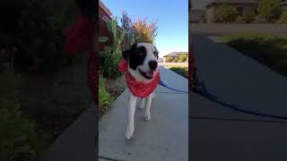 Video preview image #1 Mutt Puppy For Sale in Fresno, CA, USA