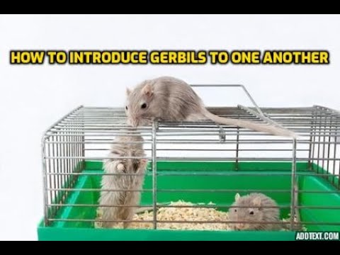 How To Introduce Gerbils To One Another