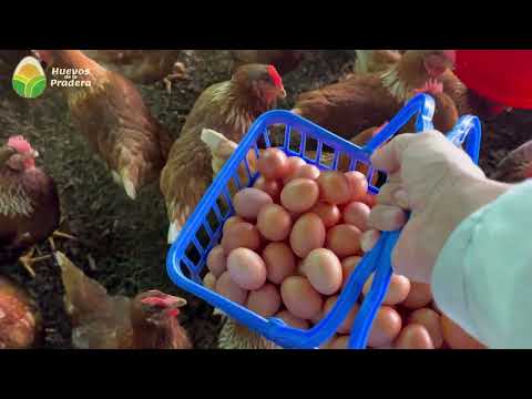 How many eggs do 100 hens produce per day?