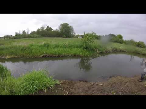 40 cm majflue-bækørred på 6 fod glas